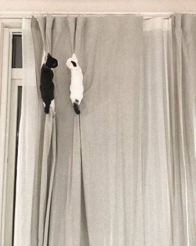 flyingcats9_e
