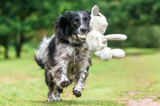 kennel-club-dog-photographer-competition-2017-25_e
