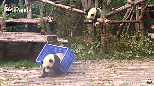 pandasnbox8