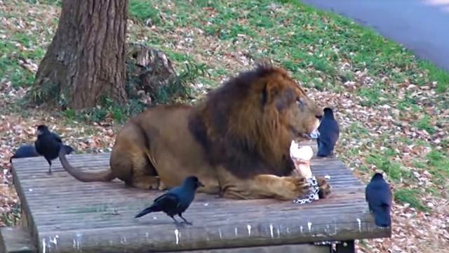 crownlion2