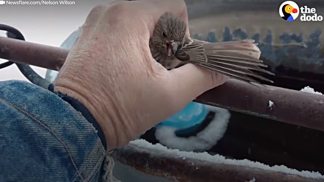 frozenbird3