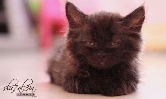 angry-kittens-18-591af44b44b28__700_e