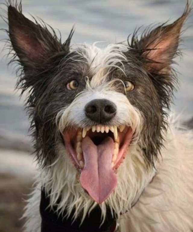 funnydogs_21_e