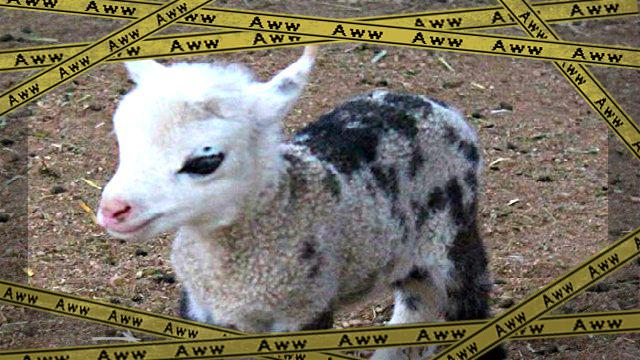 7vaf5bpztxymq40q47bc_ae-frame