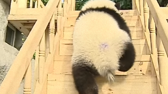 panda-3_e0