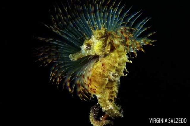 seahorse2_e