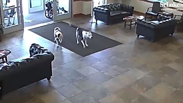 pitbulls0
