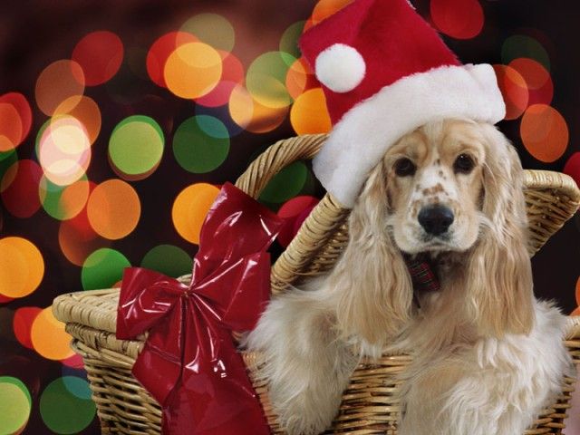 Christmas-Cute-Dog_e