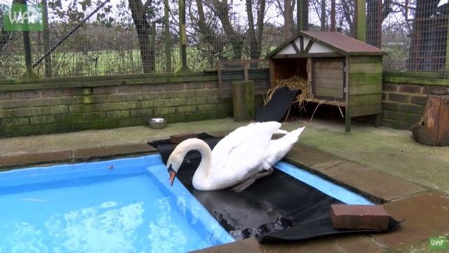 swan6_e