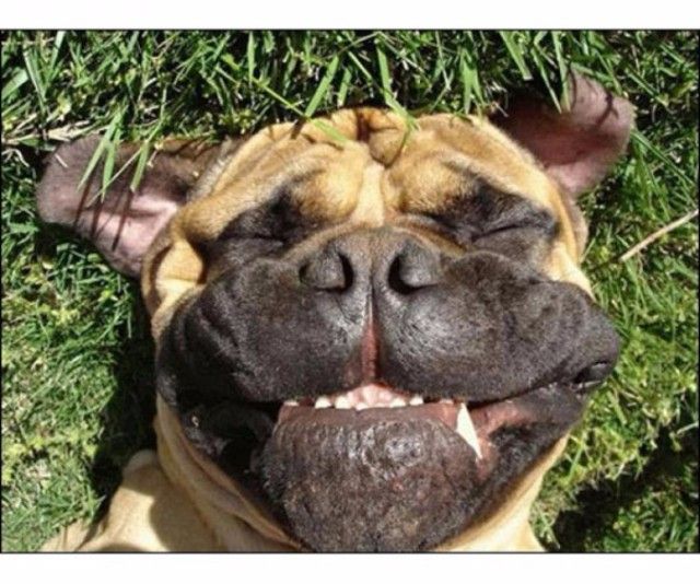funnydogs_27_e