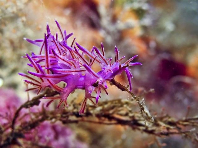 beautiful-unusual-sea-slugs-11__880_e
