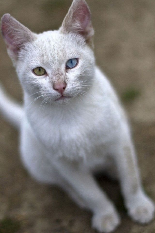 Heterochromic-Eyed-Cat-6_e