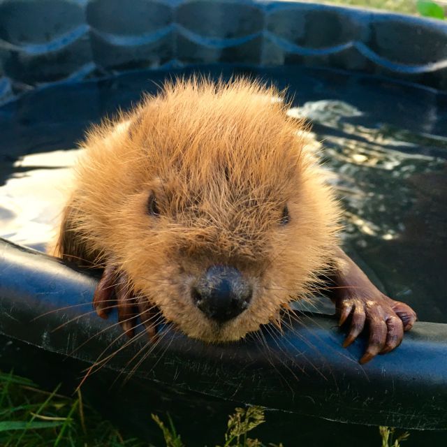 beaver2