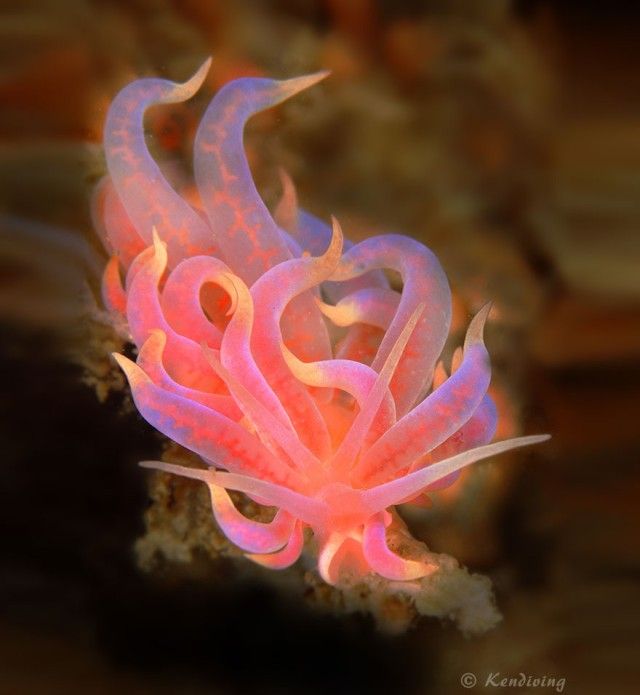 beautiful-unusual-sea-slugs-32__880_e