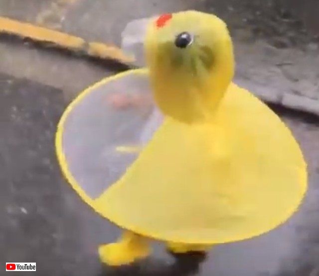 duckraincoat1_e