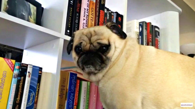 pug3