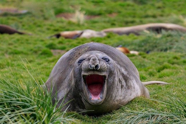 ComedyWildlifePhotoAwards2018 (21)