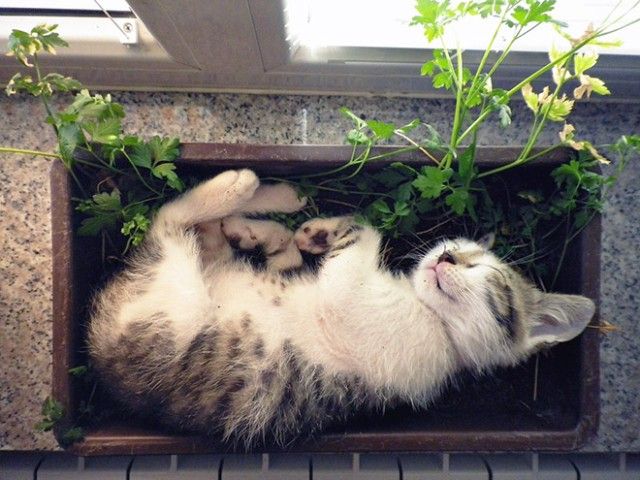 cat-plant3_e