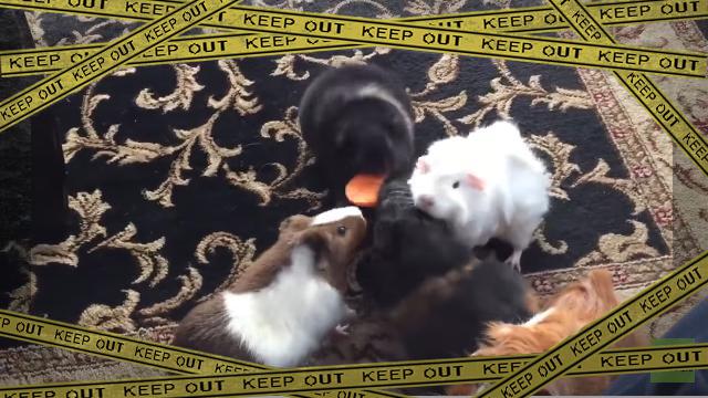 guineapig-f [www-frame