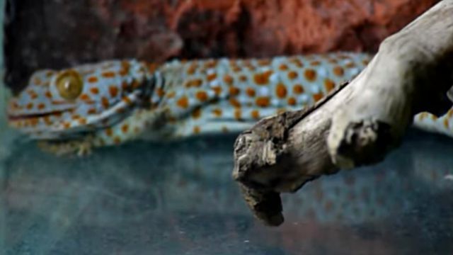 tokay2