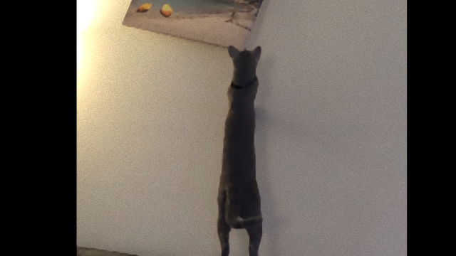 cat-f_e