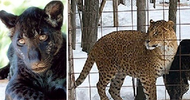 jaglion1_e