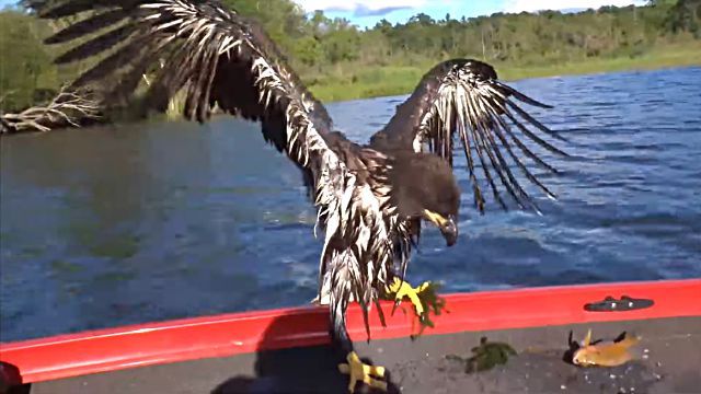 eaglesave7