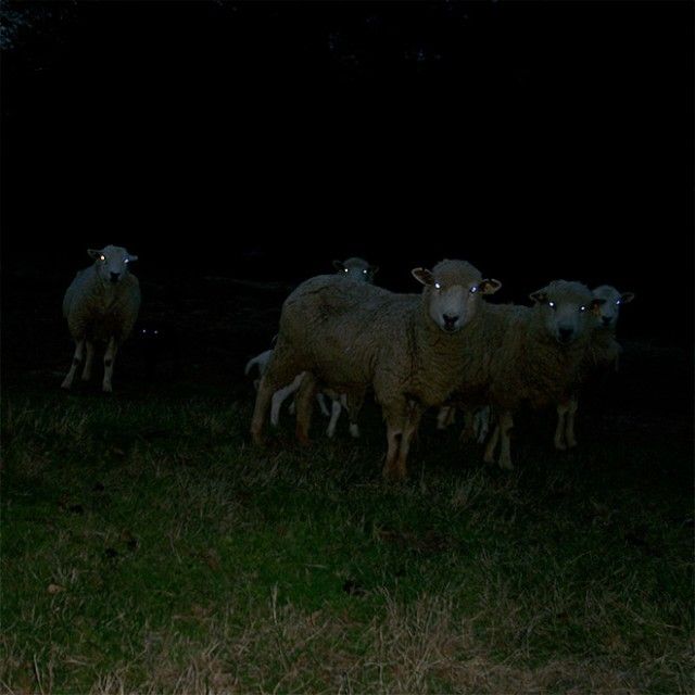 creepy-sheep7_e