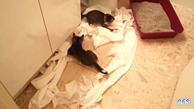 toiletpaper5