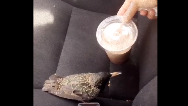 bird-4_e