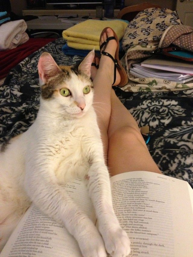 cats-vs-reading18_e