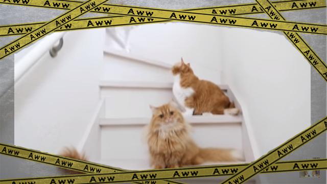 mantican [www-frame