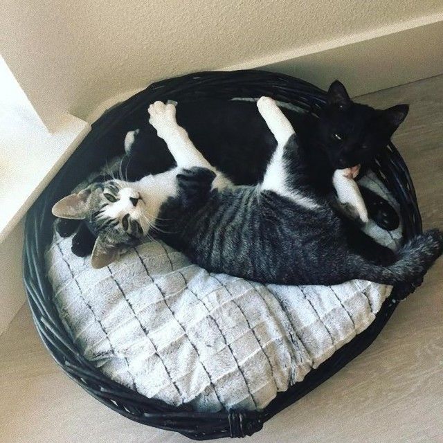 catsinbed1_e