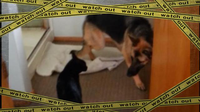 cat-4 [www-frame