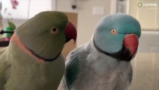 parrotbrothers1_e