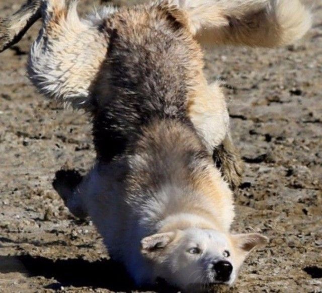 funnydogs_18_e