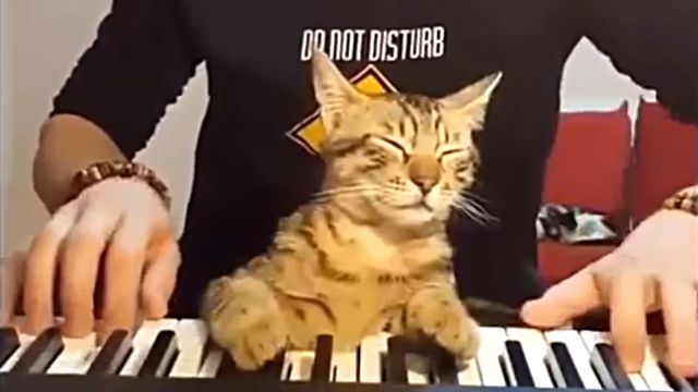 catcat8