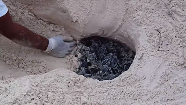 babyseaturtles2