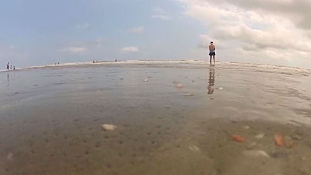 beachclam2