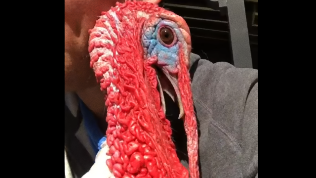 turkey-1_e