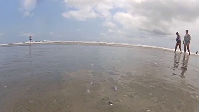 beachclam1
