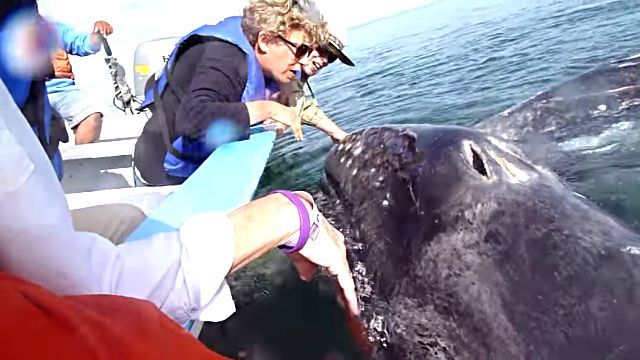 graywhales4