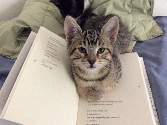 cats-vs-reading3_e
