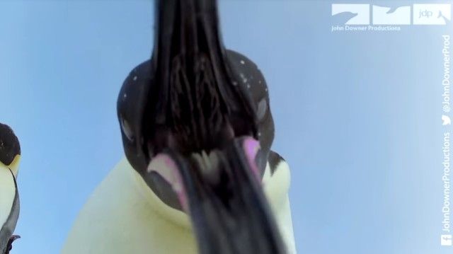 eggcam12_e