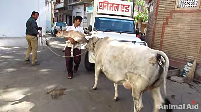 calf5