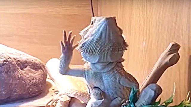 armwaving2