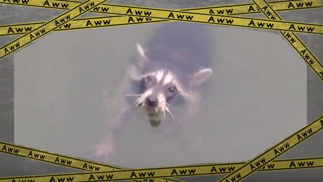 racoon1-frame