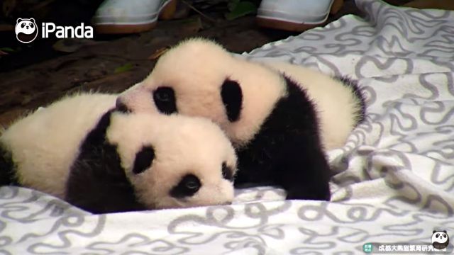hairpanda10