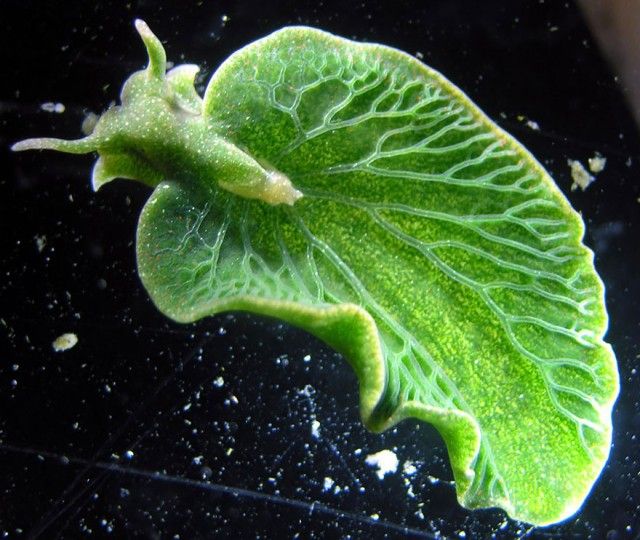 beautiful-unusual-sea-slugs-9__880_e