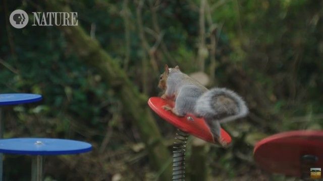 squirrelobstaclecourse3_e